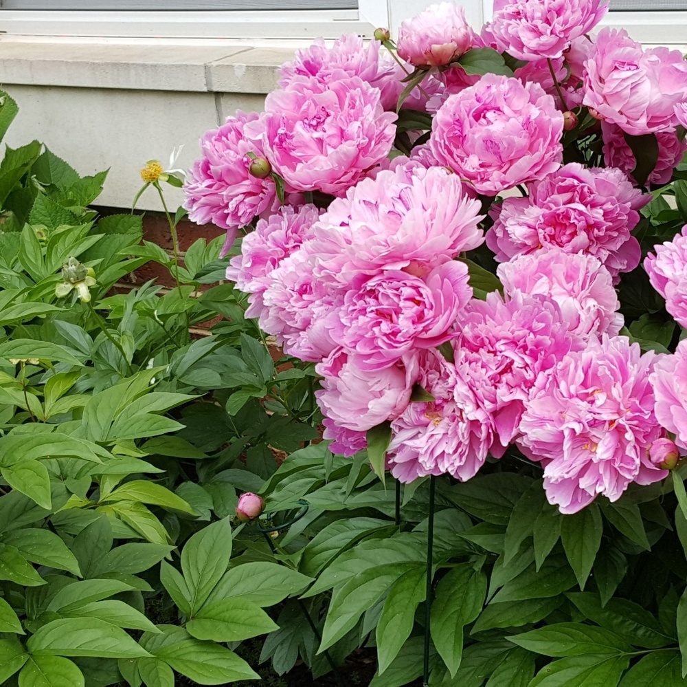 Meet your Posher, CJadeS